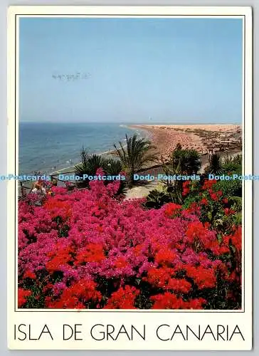 D330432 Isla de Gran Canaria. Playa del Inglés. Die Bouugainvillea platzt in einem r