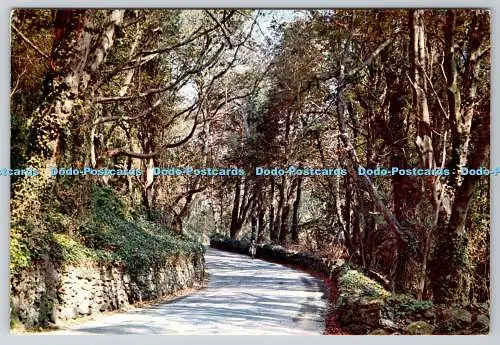 D327900 The Undercliff. Ventnor. Isle of Wight. J. Arthur Dixon Ltd. PM Ryde. 197