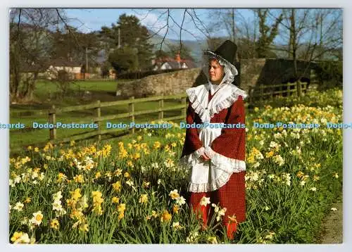 D335877 Mädchen im besten walisischen Kostüm am Sonntag. John Hinde. Celtic Picture Library