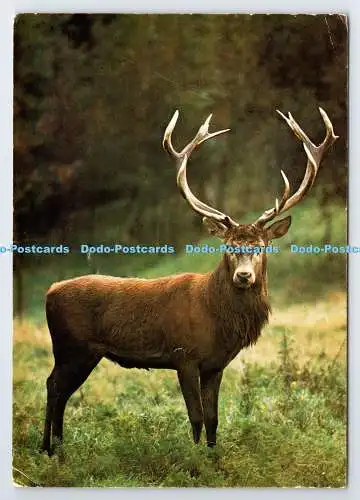 D335972 Rothirsch. J. Arthur Dixon. Set Nr. 2. Wild Animals of Britain. Hans Rein