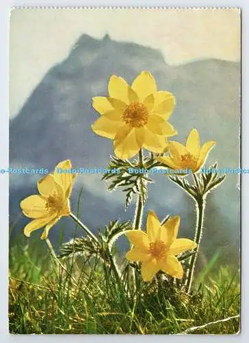 D335977 Gelbe Alpenanemone. Dr. Wendelberger. Die Alpen in Blüte. Pinguin. PM.