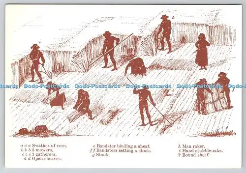 D333243 Mais mit einer Sense mähen. Das Buch vom Bauernhof. Victorian Farming. Shri