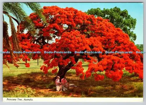 D330617 Australien. Poinciana Baum. Biskaya Grüße