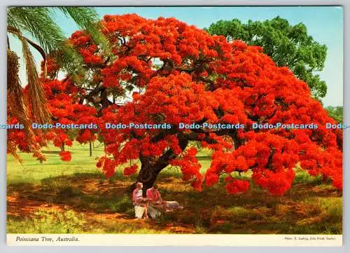D330618 Australien. Poinciana Baum. John Hinde. Biskaya Grüße. E. Ludwig