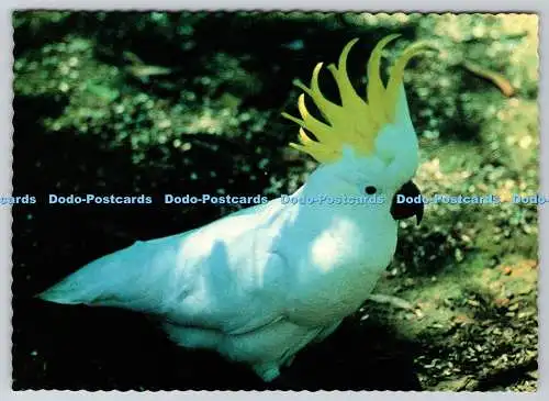 D330624 Australien. Schwefelhaubenkakadu. Souvenirs Australien. A Pitt Card