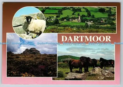 D330646 Dartmoor. Schafe. Breite im Moor. Sattler Tor. Neill Metcalfe. Eur