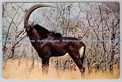D328092 Zobelantilopenbulle. Wankie Nationalpark. Rhodesien. A Veld Life. R.A.