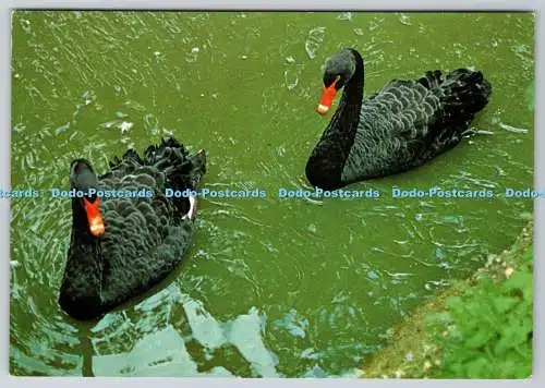 D328108 Schwarze Schwäne beim Child Beale Wildlife Trust. R. P. Howard. J. Arthur D