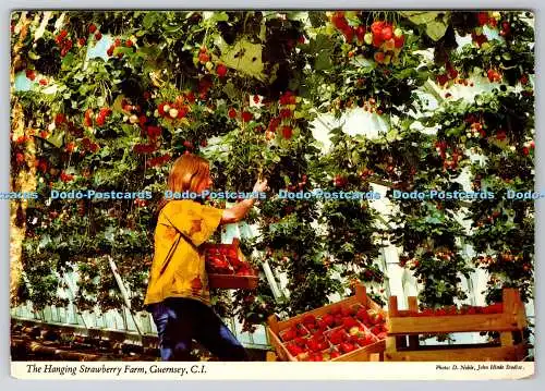 D333343 Guernsey. C.I. Die hängende Erdbeerfarm. John Hinde Ltd. D. Noble