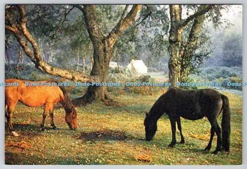 D328156 Ponys im New Forest. Hampshire. J. Arthur Dixon Ltd. Newport. I.B