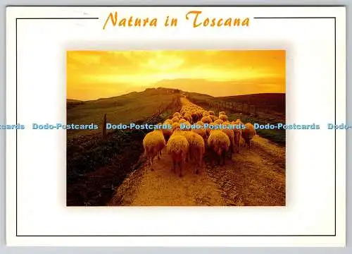 D330746 Natura in Toscana. Schafe. Grafiche Mailand Karten