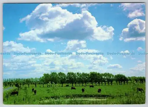 D330775 Blick auf die Wiese. Kühe. Postkarte