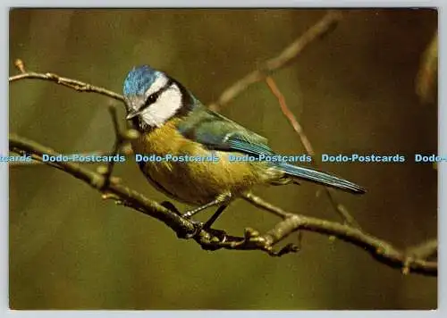 D328480 Blaumeise. Parus Caeruleus Obscurus. Joe Blossom. DRG. J. Arthur Dixon Lt