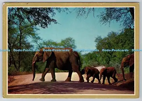 D328579 Südafrika. Game Reserve. Elefanten. Familie spazieren gehen. P.D.Sw