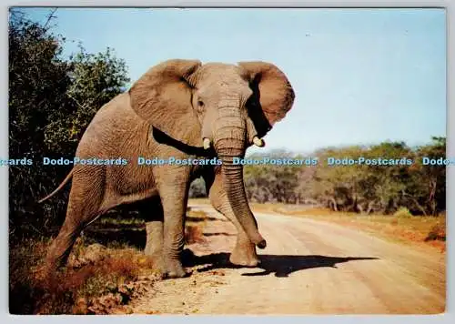 D328580 Der riesige afrikanische Elefant. Loxodonta africana. Wild Life. Rahmenwert