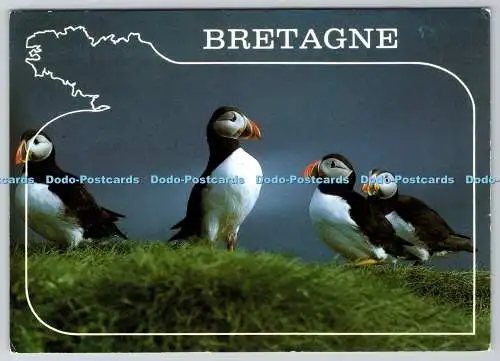 D333803 Bretagne. Papageientaucher. Wagenheber