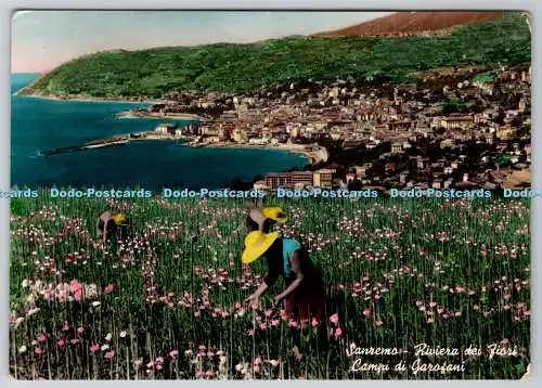 D333872 Sanremo. Riviera dei Fiori. Campi di Garofani. Rotalfoto
