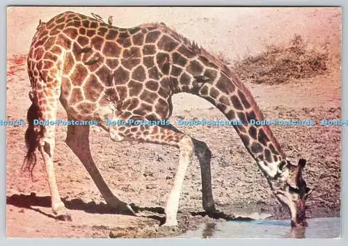 D333878 Die Giraffe. Copatan Enterprises
