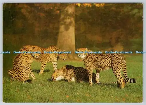 D333949 Gruppe Geparden. Im Royal Windsor Safari Park. J. Arthur Dixon