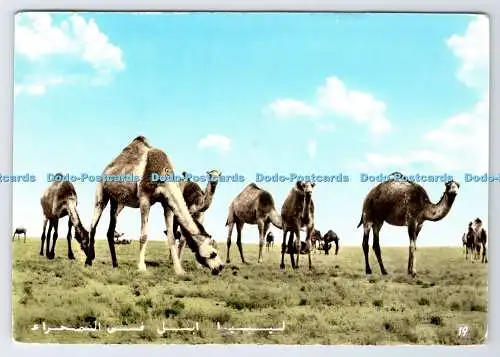 D336144 Libyen. Kamele in der Oase. Aula. RP