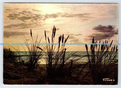 D336152 Visage des Landes. Coucher de Soleil Sur l Ocean. Vignes