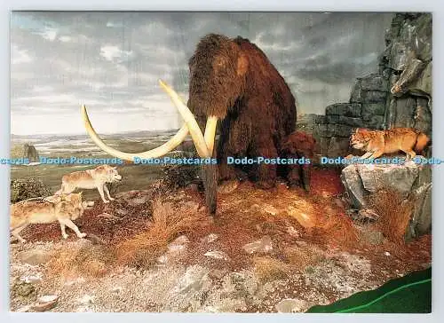 D338083 National Museum of Wales. Ein Mammut schützt ihr Baby vor Angriffen von Wol