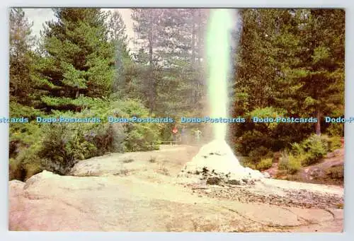 D336205 Neuseeland. Waiotapu. Lady Knox Geysir. Batley Offsetdrucker. Lyric S
