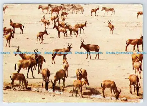 D336244 Wild Life. Dierelewe. Eine große Herde Hartebeest im Etosha Game Reserve.