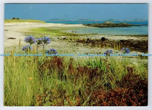 D338160 Scilly-Inseln. Agapanthus blühen in den Sanddünen am südlichen S