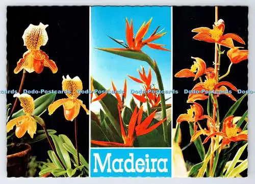 D336258 Madeira. Sterilizia Regina. Hans Huber. F. Ribeiro