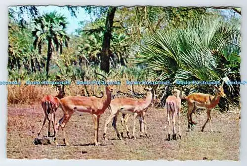 D336274 Wankie Nationalpark. Der anmutige Impala. Bildlich. Salisbury