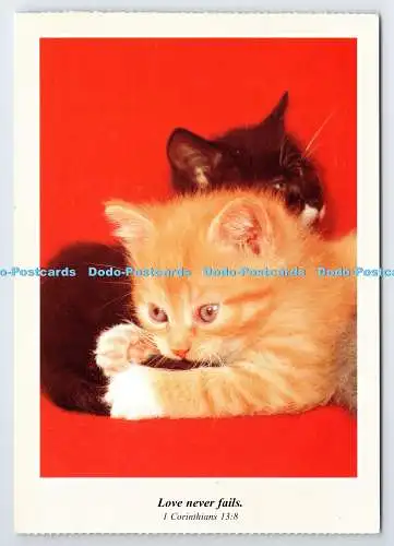 D338218 Love Never Fails. Katzen. Skandinavien
