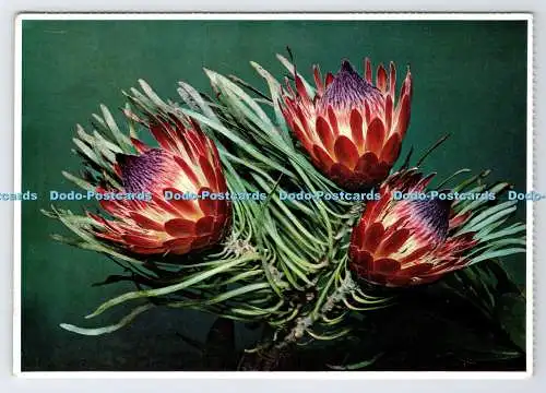 D336377 Protea Minor. Englische Farbdrucke. Arthur English