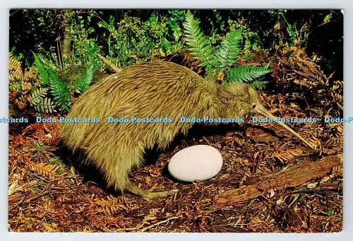 D336378 Neuseeland. N. Z. Stewart Island. Kiwi und Ei. Whitcombe und Tombs. Fe