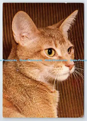 D338310 Simba. Kat. Waddingtons. Für Nelkenfutter