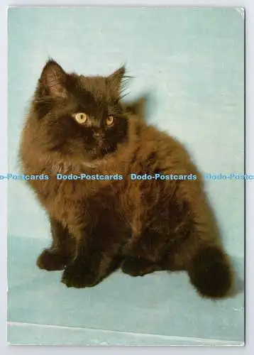 D338311 Kat. Grafiche Biondetti. Verona