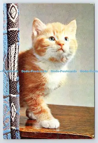 D338312 Ingwer. Kat. J. Arthur Dixon. Newport. I.B