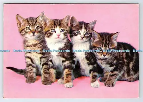 D338313 Vier Katzen. Krüger
