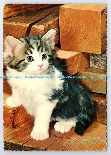 D338315 Kat. Krüger. Postkarte