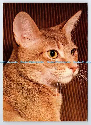 D338316 Simba. Kat. Waddingtons. Für Nelkenfutter