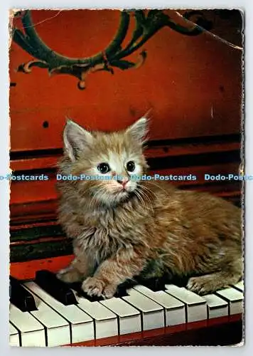 D338320 Katze am Klavier. PM. Newcastle Upon Tyne