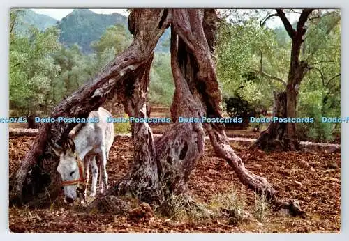 D338467 Mallorca. Jahrtausendjährige Olivenbäume. A. Campana Puig Ferran. CYP