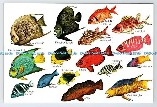 D336547 Mit Mänteln in vielen Farben glitzern die Fische, die das Riff bewohnen, in