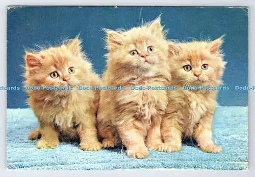 D338471 Watch the Birdie. Katzen. J. Arthur Dixon. Newport. I.W. England. Guy Wit