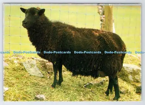 D338641 Black Welsh Mountain Sheep. J. Arthur Dixon. British Wool Marketing Boar