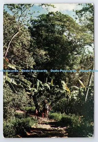 D336783 Haiti. Tropische Vegetation im Nordabschnitt