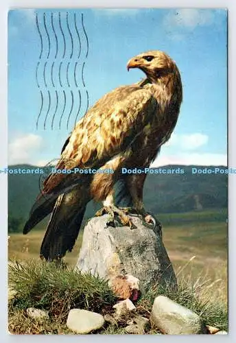 D336788 Steinadler. J. Arthur Dixon. Inverness. Schottland