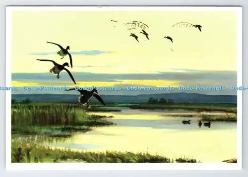D338721 Stockentenflug an einem stillen Abend. Royle Publications. London. Sir Peter