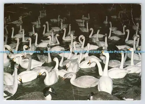 D338722 Bewick Swans von Floodlight beim Wildfowl Trust. J. Arthur Dixon. Phili