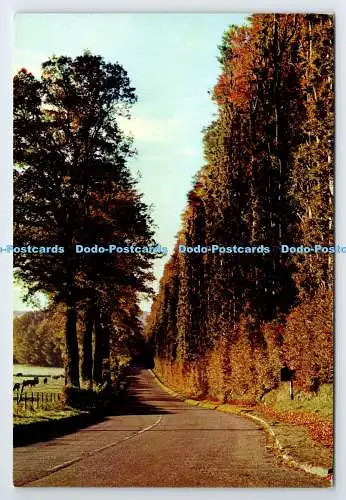 D338758 Perthshire. Meikleour. Die Buchenhecke. J. Arthur Dixon. Inverness. Scot